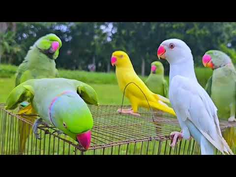 Parrot Natural Sounds - Parrot Talking