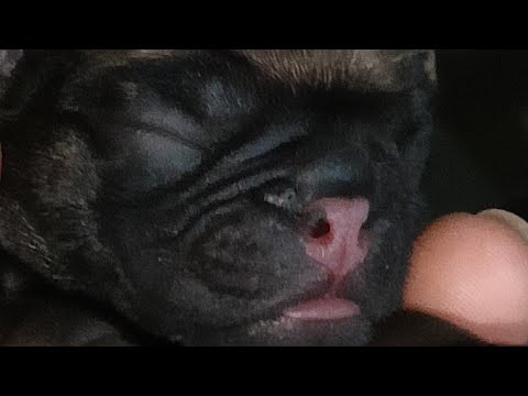 Anshika superhit bijnoran is live hamare dogs dekhiye