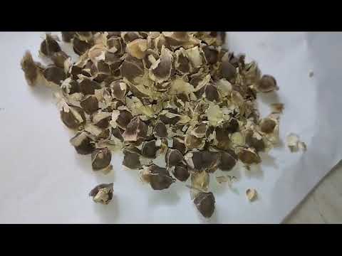 Munga Medicinal Seed  (Moringa Oleifera)