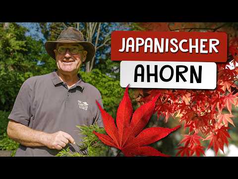 Japanese maple in the garden 🍁 - location, care & pruning