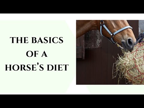 Horse nutrition, the basics of creating an equine diet. #horsediet #equinenutrition #horsecare