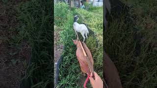 畝間の除草