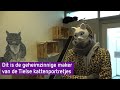 Dit is de geheimzinnige kattenkunstenaar uit Tiel