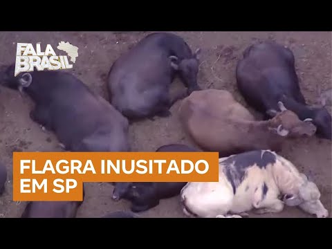 Búfalos são flagrados no Rio Pinheiros em São Paulo