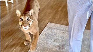 Следуй за котом, он приведёт тебя! Пума Месси показывает чего хочет!