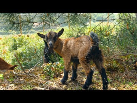 Eco goats at Quinta Lizandro - Surf Camp Ericeira, Portugal