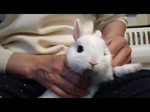 ストレスを受けたウサギの症状