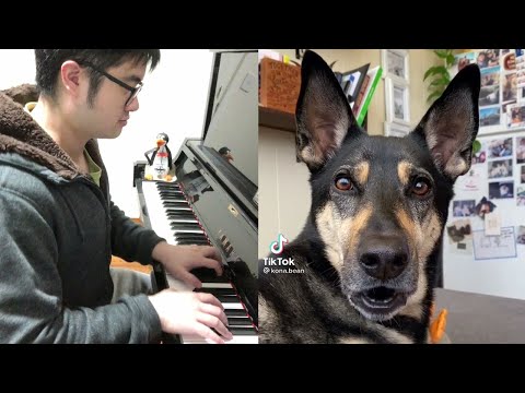 Piano Duet with a Dog Singing a Lovely Calm Song