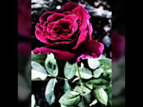 Ravellie - I Lé Roun Big Man