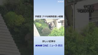 宇都宮 クマを麻酔銃使い捕獲 | NHK | #shorts