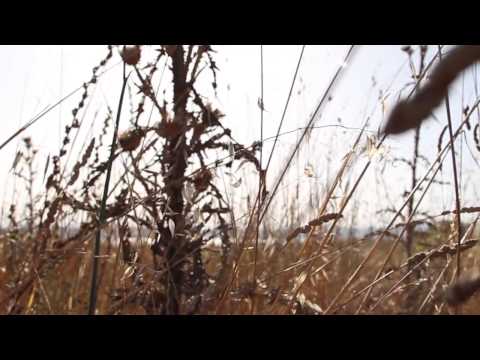 Evangelio del domingo 21 de julio 2013