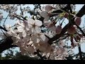 Sakura ~Cherry blossom~ in Suma (Kobe) & Kyoto ...