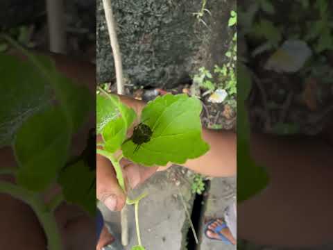 Spider Boys 🕷️🕸️ #spider #spiderverse #gagamba #insects #crawling #hunting #helping #spiderboy