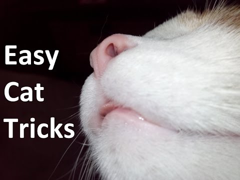 How to Train Your Cat - A 10 Year Old Viral Video