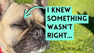 Mila’s Eye Problems: Vet Visit for Excessive Blinking