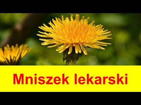 🍀Na co działa Mniszek lekarski - kwiat, liście, korzeń. Właściwości ziół leczniczych.