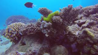 Great Barrier Reef - Flynn Reef Pt. 3 - Queensland Australia
