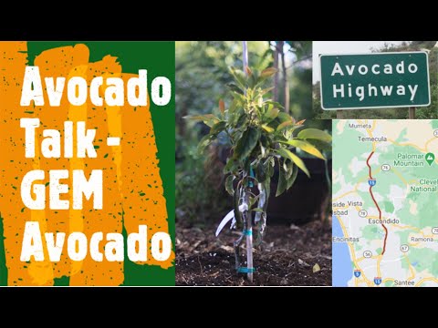 Avocado Talk - GEM Avocado, Bitter Sweet Ending To The Search