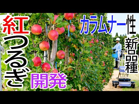 インドライラックは霜を恐れますか？フランスのどこでも栽培できるのでしょうか？  庭園