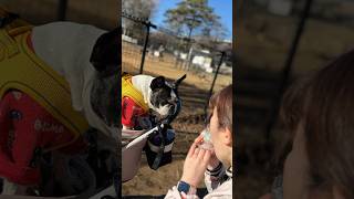 連休最終日🎌フレブルと初めての公園に行ったら幸せすぎて帰りたくなかった😭