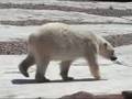 The Detroit Zoo Is Beary Fun