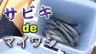 サビキでマイワシ釣る動画