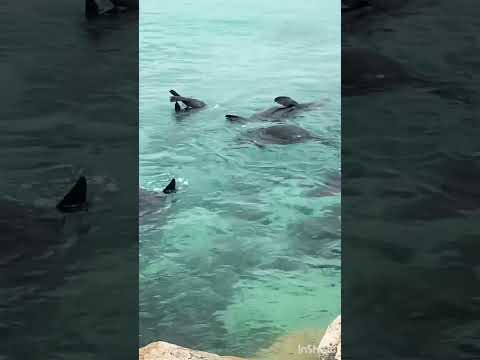 #shorts Australia’s Sea Lion #Narooma #nsw #familytrip @Fahmida.naz771