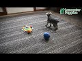 Miniature Schnauzer dogs for sale: Nick  - Video 1