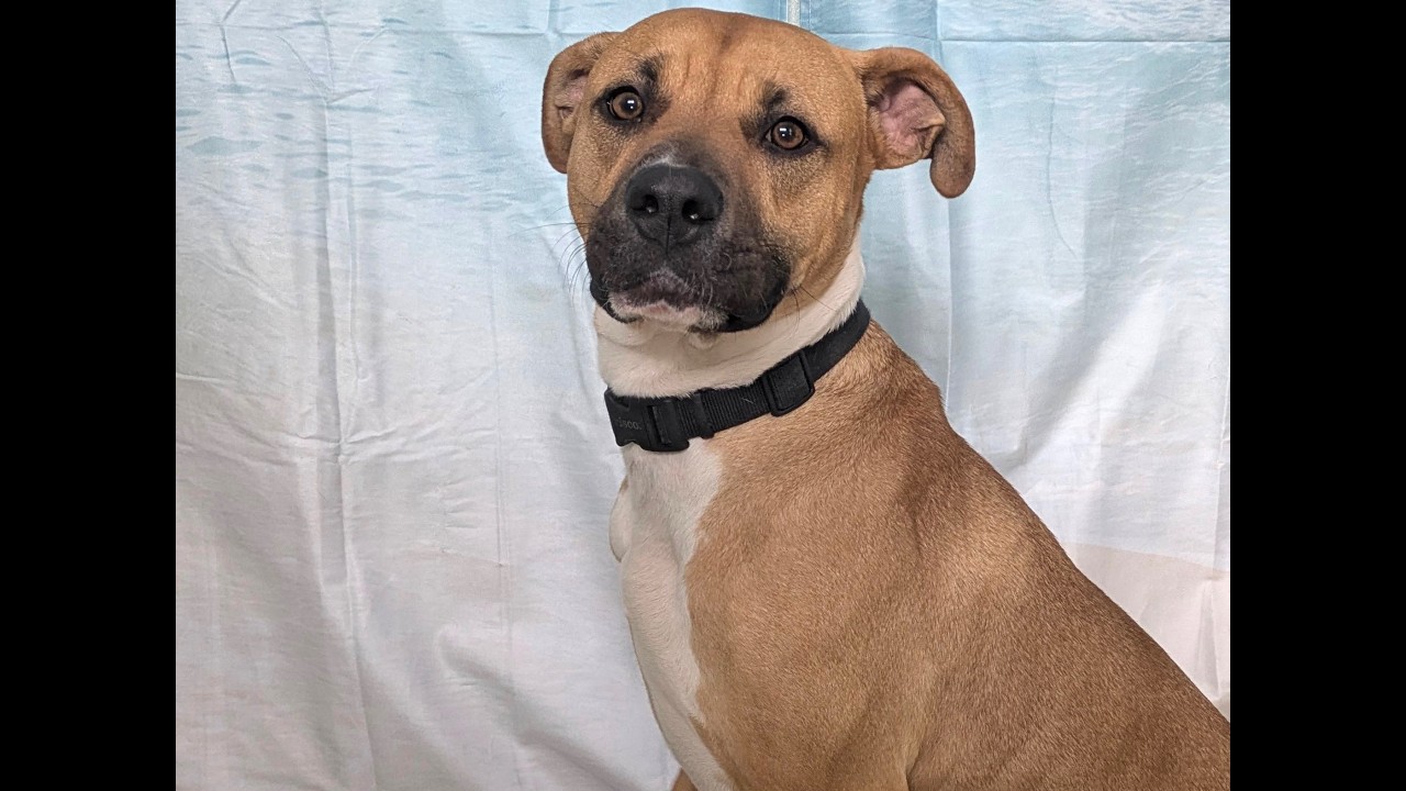 Enlarge Milo, a ADOPTABLE mixed breed in Republic, WA video 6/6