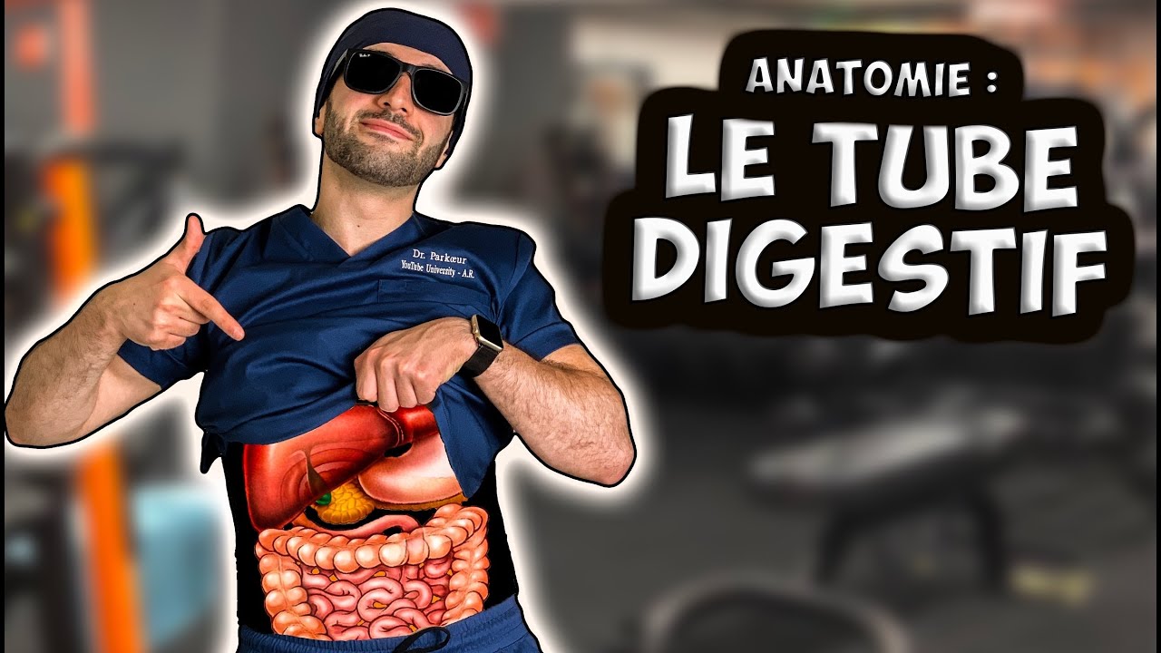 ANATOMIE : L’APPAREIL DIGESTIF 🍖