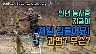 아이고 허리야 일년 농사중 지금이 제일 힘들어요 그래도 오리는 첫 알을 낳고 상추 씨도 뿌렸어요 첼리팜 시골…