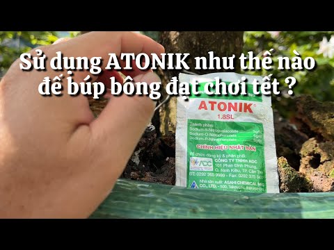 Sử dụng ATONIK như thế nào để búp bông nhiều , bông đạt chơi tết ? // 13-11 âl