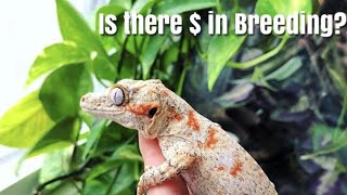 Can You Make Money Breeding Reptiles?