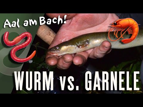 Aal-Angeln am Bach: Wurm oder Garnele?