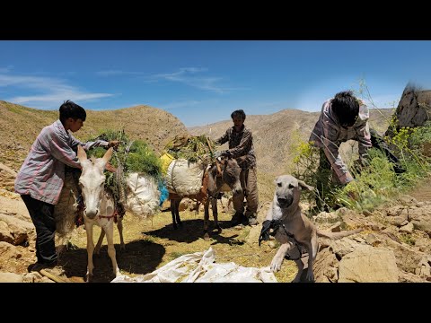 The secret of nomadic life in the Zagros🏔🏞: Trying to find fodder in the heart of the mountains