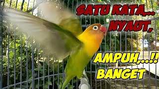 Download lagu Lovebird Bisu dan Malas Bunyi Dijamin LANGSUNG NYAUT IKUT NGEKEK, Begitu Dengar Suara Lovebird ini mp3 Download lagu Lovebird Bisu dan Malas Bunyi Dijamin LANGSUNG NYAUT IKUT NGEKEK, Begitu Dengar Suara Lovebird ini mp3