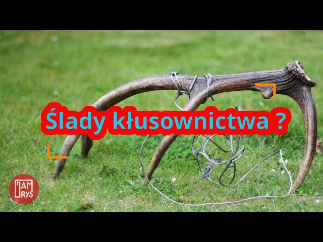 Wymowa wideo od Możdżeń na Polski Wymowa wideo od Możdżeń na Polski