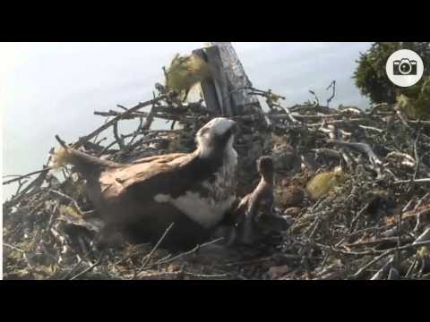 Osprey chick flapping its "wings"