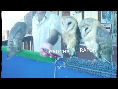 YUNG GRUCHA feat. RAFONIX - POKA BYDLAKA ŚMIERDZIELA - TANDEM prod. BZDURSKY