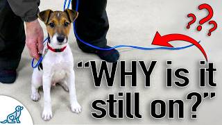 The REAL Reason Your Puppy Keeps Making BAD DECISIONS