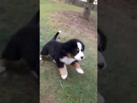 Berner Sennenhund Welpe kaufen