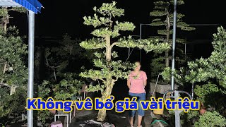 Unpaved Bodhi tree | Price several million | Nam Dinh Bodhi tree