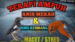 Download lagu TERAPI ANIS MERAH / ANIS KEMBANG #macet #stress #bahan Dengan Kemercik Air Pegunungan mengalir mp3