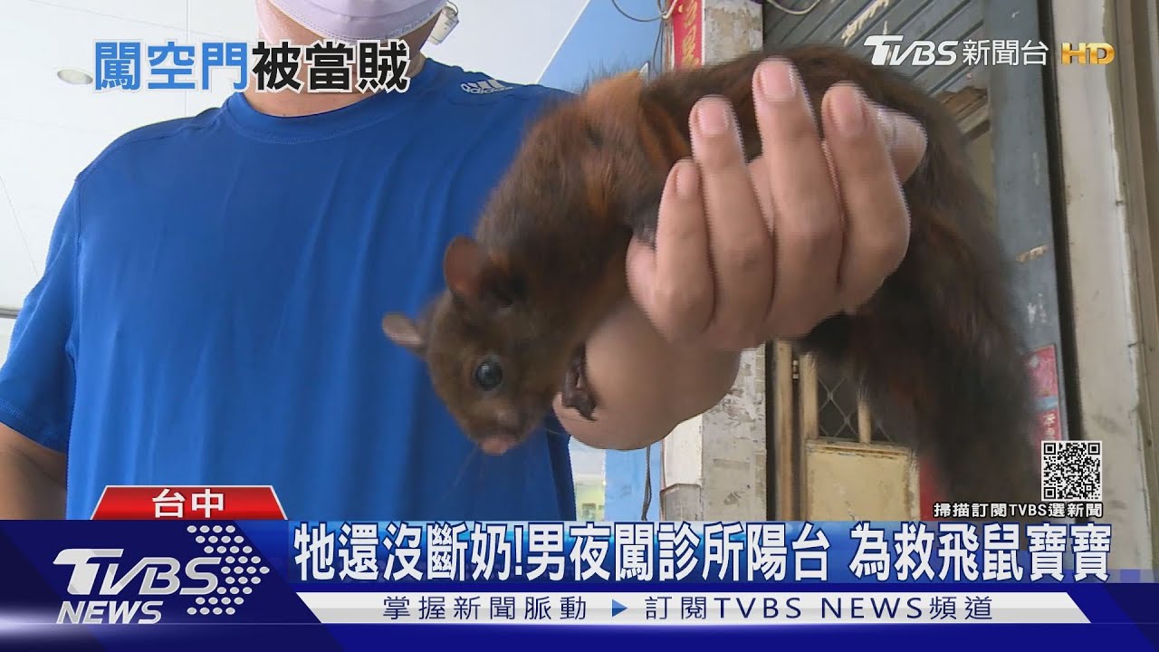 牠還沒斷奶!男夜闖診所陽台 為救飛鼠寶寶