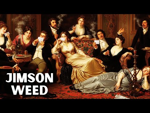 Complete History of JIMSON WEED: Why Datura Weed Is More Dangerous Than Any Street Drug