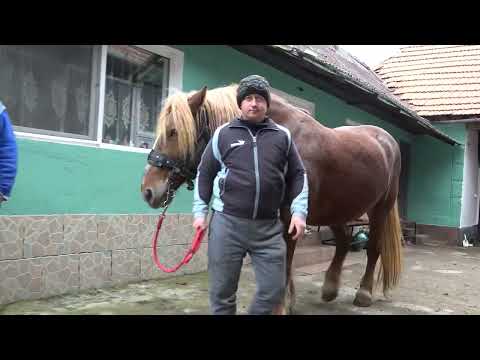 Iapa lui Ionut de la Auseu, Bihor - 2022 Nou!!!