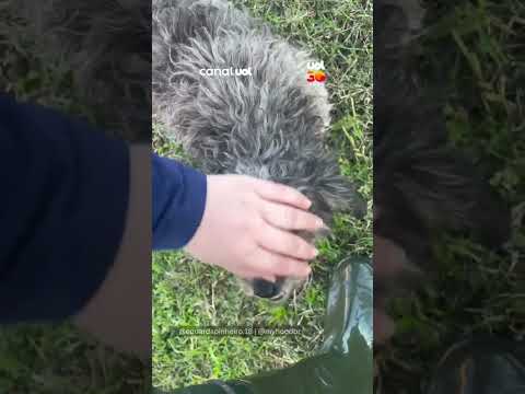 Cachorro é resgatado ilhado em enchente no Rio Grande do Sul