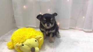 チワワ（ロング）の動画01