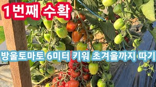 방울토마토 국내 최다수확 6미터키워 초겨울까지 따기 토마토키우기,재배방법,순지르기,적심 솔림농원 텃밭