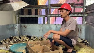 Download lagu Pembeli Harus Dapat Ayam Terbaik !! Pengiriman 50 Ekor DOC KUB 2 Janaka Tujuan Cisauk Tangerang mp3